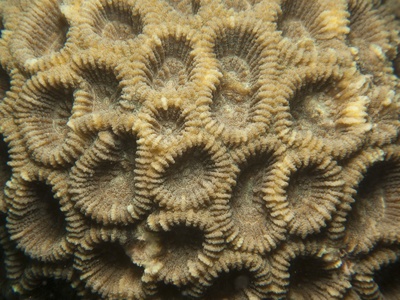 Live Coral Polyps from Thailand