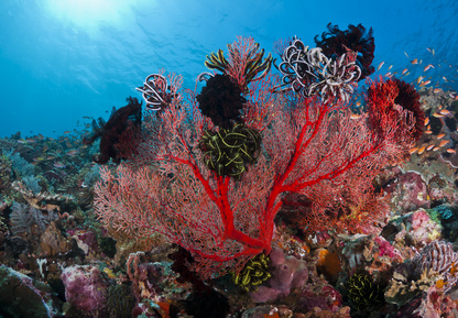 Live Red Coral from Indonesia