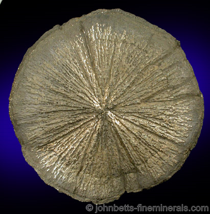 Pyrite 'Dollar' from Sparta, Randolph County, Illinois