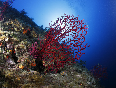 Live Red Coral Branch from Red Sea