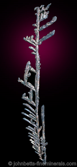 Branching Silver Crystals from Andres del Rio District, Batopilas, Chihuahua, Mexico
