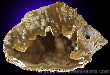 Chalcedony pseudomorph after Coral from Tampa Bay, Florida