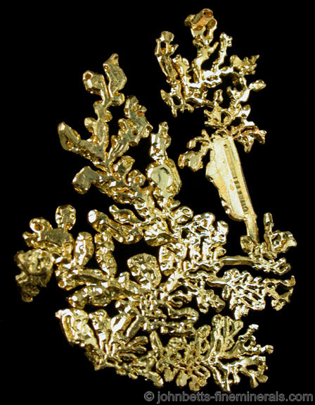 Dendritic Gold Crystals from Eagle's Nest Mine, Michigan Bluff District, Placer County, California