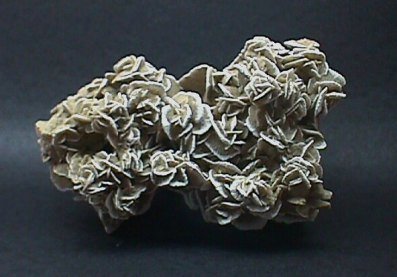 Beautiful Gypsum Rosette from Saltillo, Coahuila, Mexico