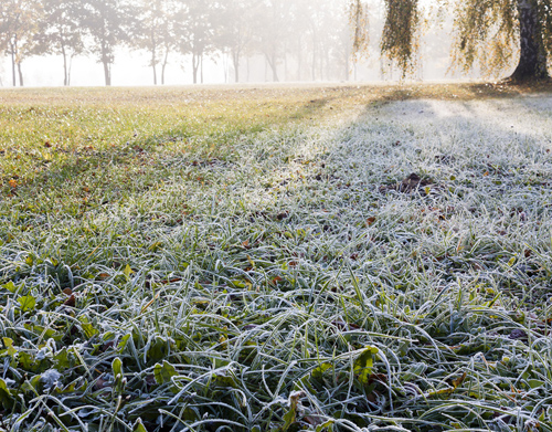 Frost on Grass from Unknown