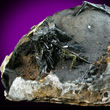 Vivianite in Fossilized Clam