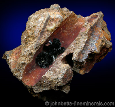 Vivianite in Fossil Cast from Mullica Hill, Gloucester County, New Jersey